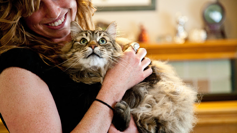 The Cat Clinic