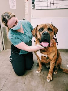 Watzin Veterinary Clinic