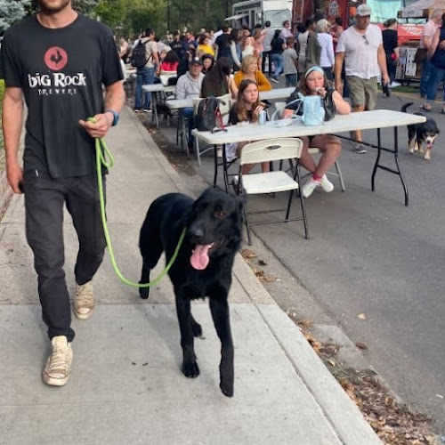 Canines Alberta Professional Dog Training