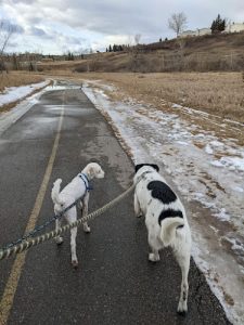 Optimal Outcomes Dog Training