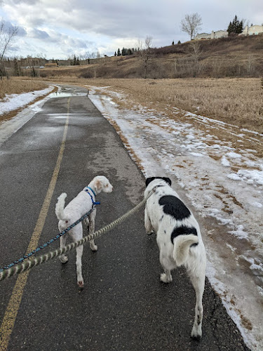 Optimal Outcomes Dog Training