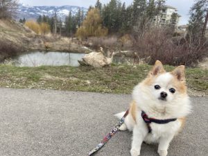 Happy Trails Dog Training