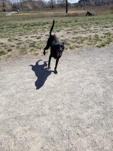 Pawsitive Behaviour 4 Life