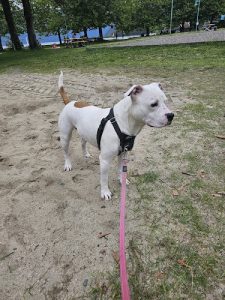 Ashley’s Forsythe CPDT-KA. Professional Dog Trainer and Canine Behaviour Specialist