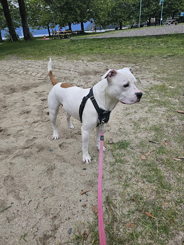 Ashley’s Forsythe CPDT-KA. Professional Dog Trainer and Canine Behaviour Specialist