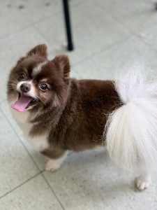 Happy Hound Dogcare Company