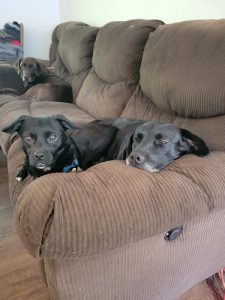 For The Love Of Dogs