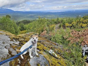 Not Home Alone Pet Services