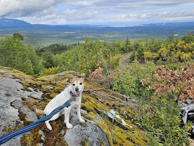 Not Home Alone Pet Services