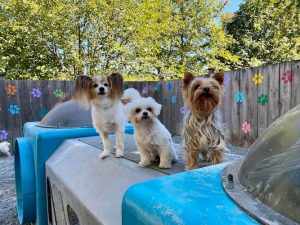 Wild Tails Grooming and Daycare