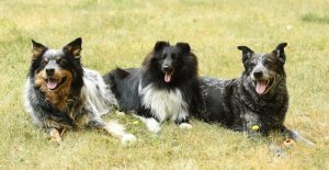 Just Paws Dog Daycare