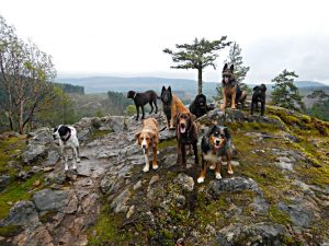 Nanaimo Dog walking K9s Unleashed