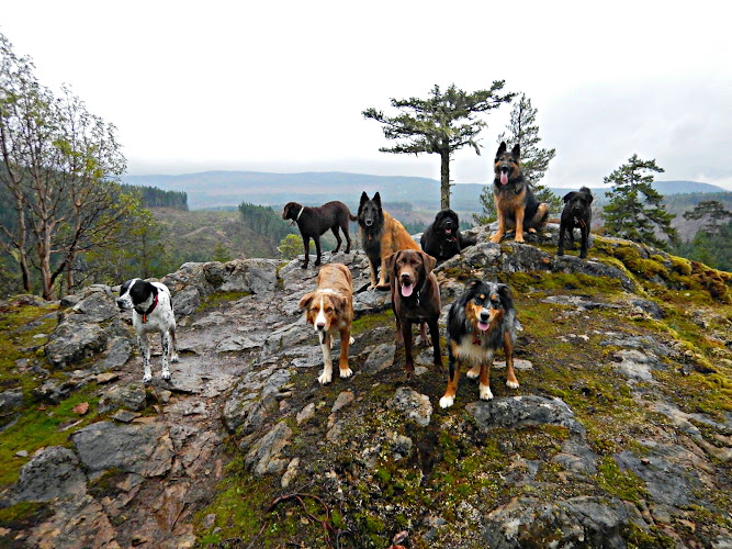 Nanaimo Dog walking K9s Unleashed