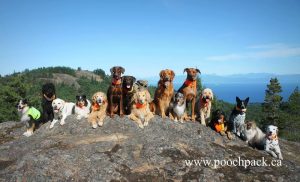Pooch Pack Adventures