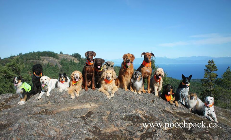 Pooch Pack Adventures
