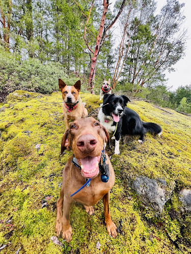 Dog Days Pack Adventures