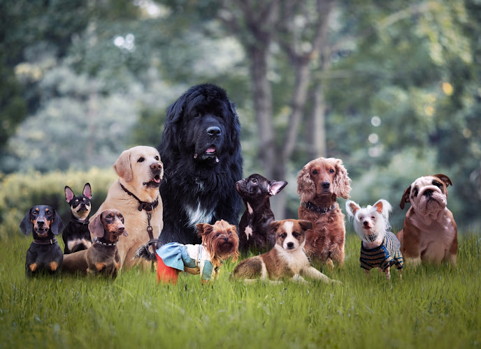 Safe Trim – Dog and Cat Grooming Service