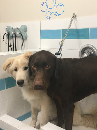 Beach Paws Dog Grooming