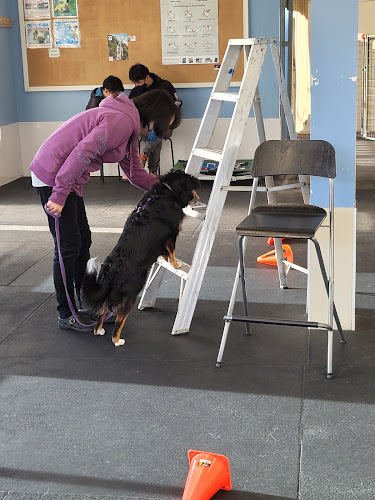 Best Paw Forward Dog Training