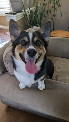 Pawsitive Pets & Property Care