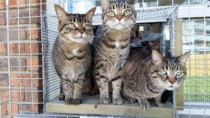 Your Pets are My Pets