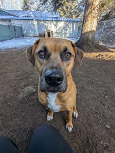 All Things Pawsitive Pet Boarding & Training