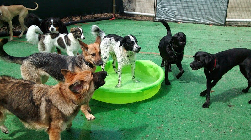 Jollytails Intercolonial