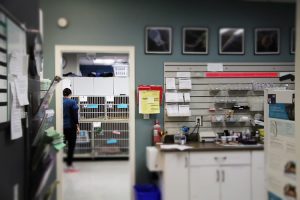 McKenzie Veterinary Services