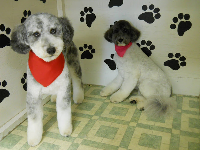 Sudsy Dog Grooming Salon
