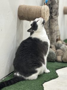 Fern Valley Cat Hotel