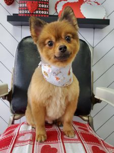 Toilettage Le barker shop