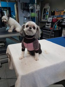 À L’eau Toutou Toilettage