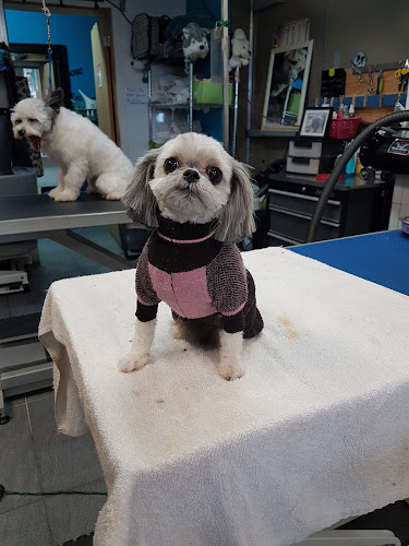 À L’eau Toutou Toilettage