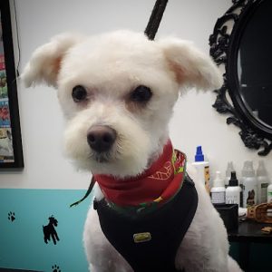 Beauté D’Animaux RDP