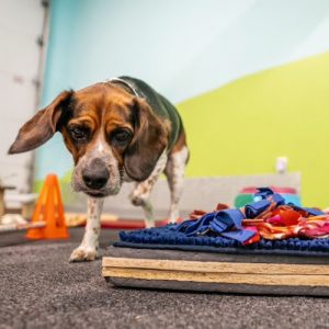 Puzzle Dog