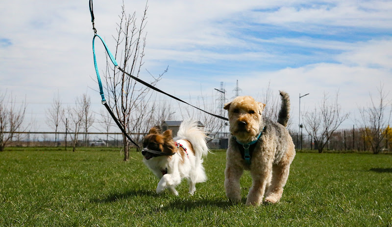 Les accessoires pour animaux Farley