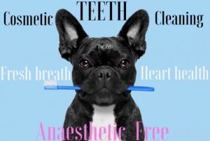 The Urbanhound Wellness Salon
