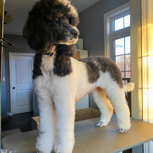 Hollywood Paws and Grooming
