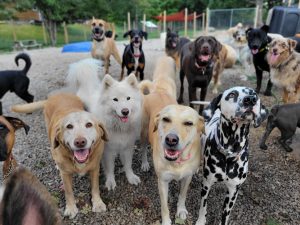 Canine Proficiency Center