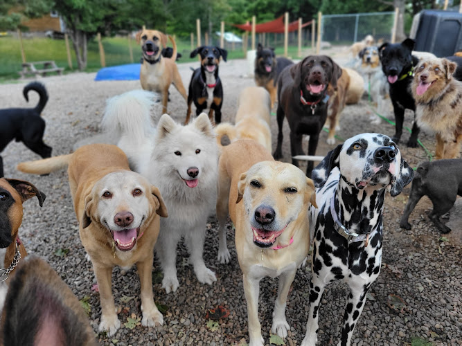 Canine Proficiency Center