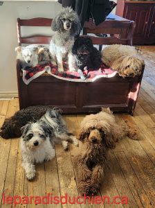 Le paradis du chien de Brigitte