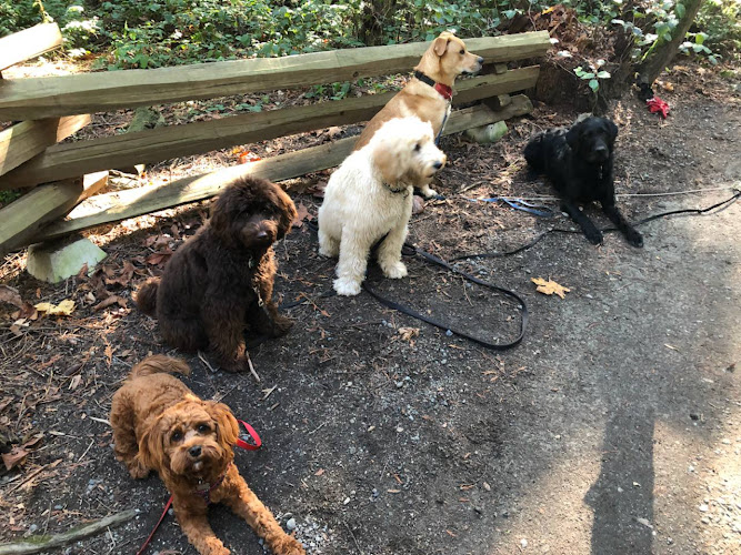 CommuniCanine Training & Behavioural Counselling