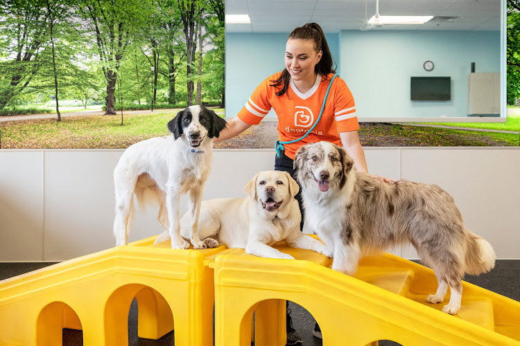 Dogtopia of Burlington