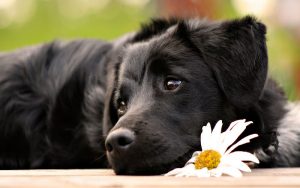 Black Dog Boarding