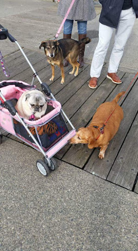 Wiggles n Wags