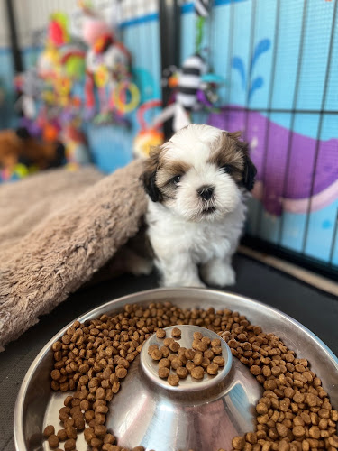 Élevage de la cité royale Shih Tzu