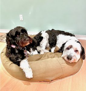 DANJEK Kennel. Portuguese Water Dog breeder (PWD)