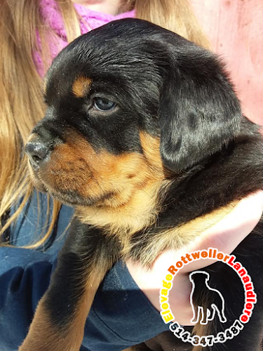 Elevage Rottweiler Lanaudière