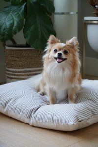 Pom and Chi Pet Boutique