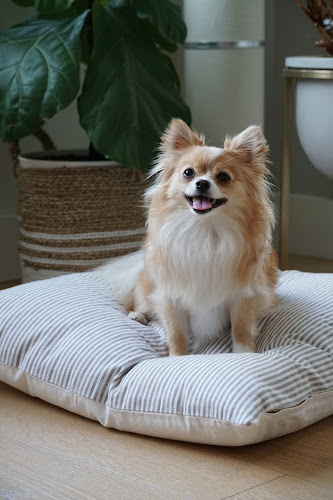 Pom and Chi Pet Boutique